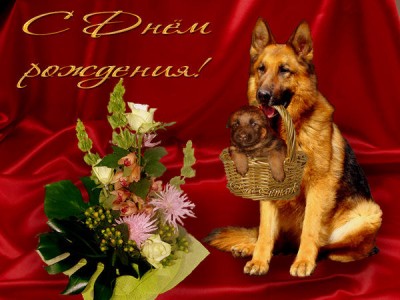 овчарка.jpg