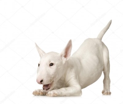 depositphotos_10865997-stock-photo-bull-terrier.jpg