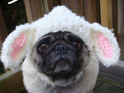 PugInHats05.jpg