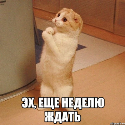 kote_60752518_orig_.jpg